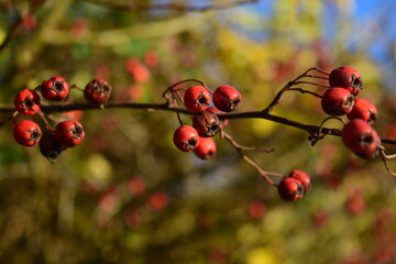Les baies rouges sur une branche