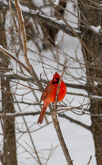 A vibrant male Northern Cardinal (Cardinalis cardinalis) perches on a thin, snowy branch. His brilliant red plumage and iconic crest provide a bold splash of color against the muted, white-and-brown t