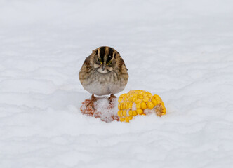 Small sparrow feeding on corn placed on fresh snow in winter. This North American songbird scene highlights cold-weather survival, backyard wildlife behavior, and gentle contrast against a white snowy