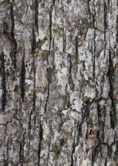 Obraz premium Close-up of rough tree bark showing deep grooves and natural weathering. Detailed organic texture ideal for nature backgrounds, environmental design, forestry themes, and rustic or abstract use.