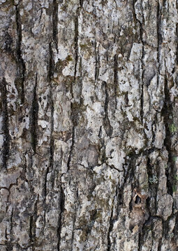 Close-up of rough tree bark showing deep grooves and natural weathering. Detailed organic texture ideal for nature backgrounds, environmental design, forestry themes, and rustic or abstract use.