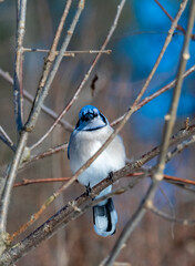 Blue jay (Cyanocitta cristata) perched on bare branches in winter light. This colorful North American songbird shows bold blue plumage and crest, perfect for nature, wildlife, and backyard bird themes