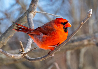 Bright male Northern Cardinal perched amid dense bare forest branches, adding a vivid pop of red to the muted woodland landscape in early spring.