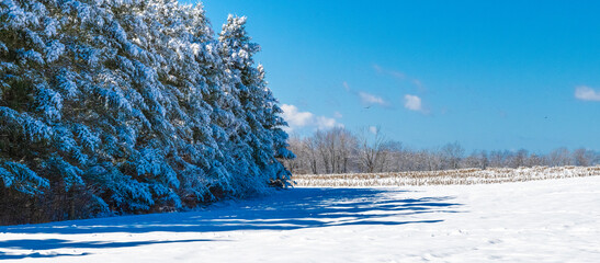 Snow-covered trees line a wide open field beneath a vivid blue sky, creating a serene winter landscape with crisp light and pristine seasonal beauty.