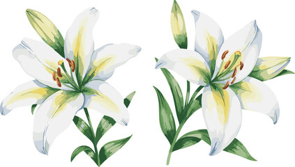 Elegant watercolor illustration of two blooming lily flowers with green and yellow hues, delicate petals, natural botanical artwork for design and decor
