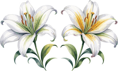 Elegant watercolor illustration of two blooming lily flowers with green and yellow hues, delicate petals, natural botanical artwork for design and decor