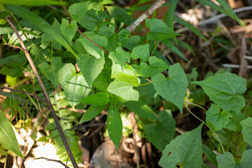 Heart-Shaped Leaves and Forest Undergrowth Detail