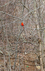 Bright male Northern Cardinal perched amid dense bare forest branches, adding a vivid pop of red to the muted woodland landscape in early spring.