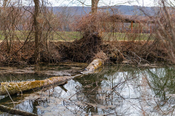 Fallen tree spanning a quiet woodland stream with reflections in calm water. This natural forest scene highlights riparian habitat, seasonal change, and peaceful rural landscape in early spring.