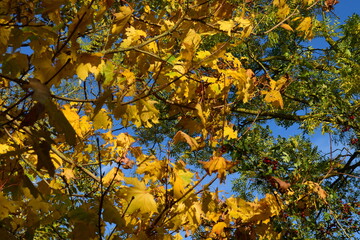 Les branchages de l'automne