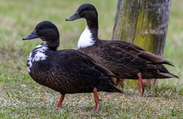 Ducks standing in grass with post behind