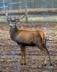 Bull elk stands alert in an open field, displaying impressive antlers and strong posture, highlighting the size and majesty of this iconic North American mammal.