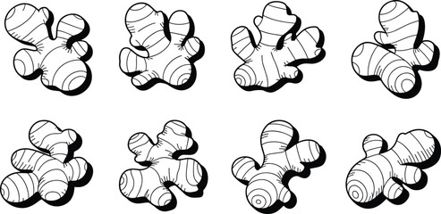 Hand drawn black and white illustration set of ginger root, botanical herbal spice sketch, organic food ingredient collection,