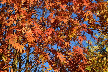 Les feuillages rouges de l'automne