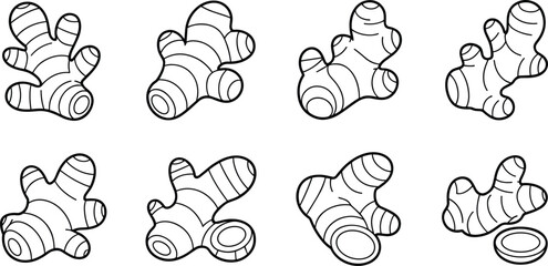 Hand drawn black and white illustration set of ginger root, botanical herbal spice sketch, organic food ingredient collection,