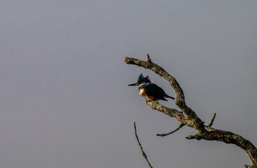 Belted Kingfisher perched on a bare branch overlooking calm water, its blue-gray plumage and shaggy crest standing out against a soft, minimal background.