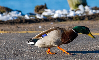 Male mallard (Anas platyrhynchos) resting on green grass in natural daylight. This North American duck displays a glossy green head and yellow bill, ideal for wildlife, wetland, and park nature themes