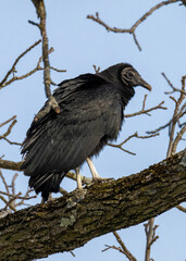Black vulture perched on limb of tree with blue sky behind