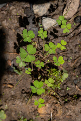 Patch of Three-Leaf Clovers Growing on Wet Earth