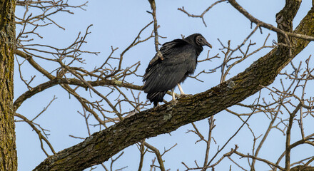 Turkey vulture (Cathartes aura) perched on a bare tree branch in winter. This North American scavenger displays dark plumage and a hunched posture, highlighting its important ecological role.