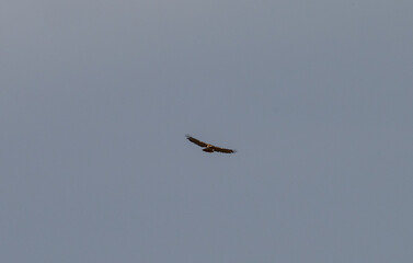 Blad eagle flying in sky with gray sky 