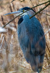 Great Blue Heron standing quietly among winter reeds, its blue-gray plumage blending into the muted marsh surroundings in a calm natural habitat.