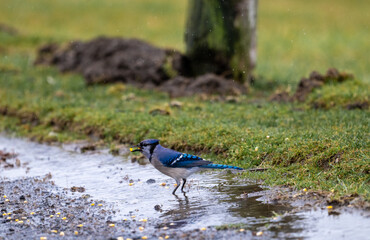 Blue Jay foraging along a wet puddle edge, holding a seed in its beak as it explores the grassy ground in a soft, natural outdoor setting.