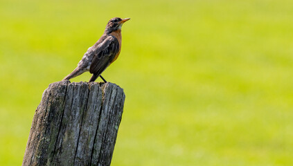 American robin (Turdus migratorius) perched on a wooden post against a bright green background. This familiar North American songbird shows its orange breast in natural daylight with clean copy space.
