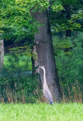 Great blue heron (Ardea herodias) perched beside a tree in a green wetland setting. This large North American wading bird is shown in natural habitat, ideal for wildlife, nature, and conservation them