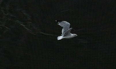 A Ring-billed Gull glides gracefully over dark, rippled water, its wings spread wide and bright plumage standing out against the moody background.