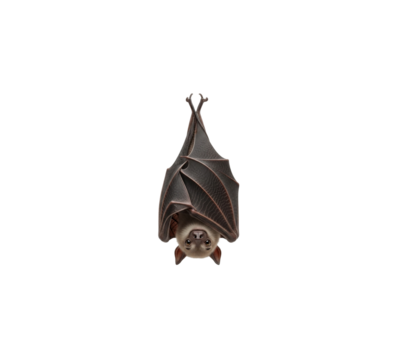 Realistic drawing hanging bat nocturnal mammal animal isolated transparent background wildlife illustration