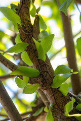 Vibrant Green Leaf Macro with Soft Dark Background