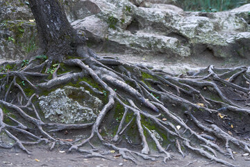 Trees surviving on rocks. The intricate interweaving of tree roots on a rocky surface. A natural ornament.