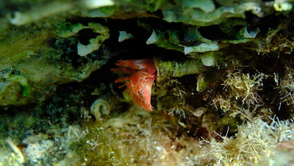 Calcareous tubeworm or fan worm, plume worm or red tube worm (Serpula vermicularis) undersea, Aegean Sea, Greece, Halkidiki, Pirgos beach