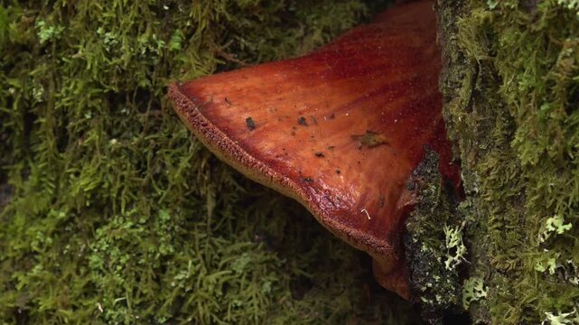 Close-up of beefsteak fungus (Fistulina hepatica) emerging from a crack in an old tree -1865