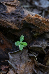 Growing on Decaying Wood and Dry Leaves