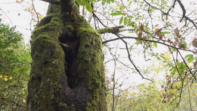 Bottom-to-top pan of an old moss-covered chestnut tree in the cold autumn of Galicia, Spain -1867
