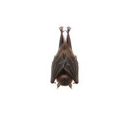 Large Brown Bat Hanging Upside Down Looking Forward Isolated On Transparent Background
