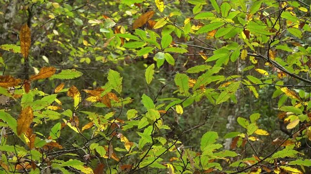 Chestnut tree foliage turning yellow, surrendering to the inevitable arrival of autumn -1877