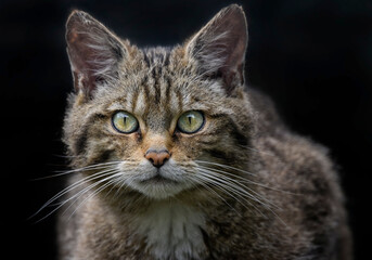 A close up of the Scottish Wildcat (European Wildcat)