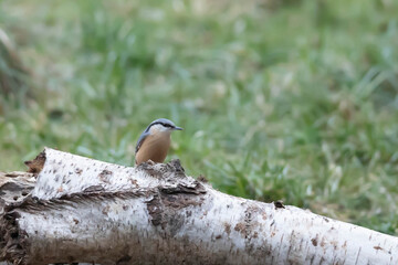 The common nuthatch (Sitta europaea) is a species of small, sedentary bird in the nuthatch family (Sittidae).