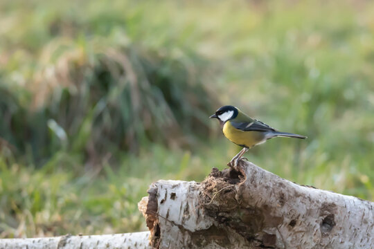 The great tit (Parus major) is a species of small, partially migratory passerine bird in the tit family (Paridae).