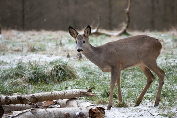 Hoopoe (Upupa epops) &ndash; a species of medium-sized migratory bird
