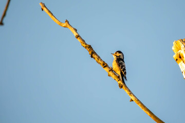 Lesser Spotted Woodpecker (Dryobates minor) &ndash; a species of small bird in the Picidae family