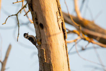 Lesser Spotted Woodpecker (Dryobates minor) &ndash; a species of small bird in the Picidae family