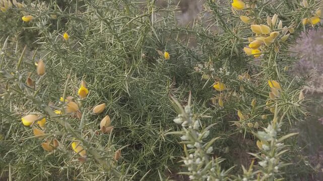Slow motion D-Log shot of a blooming gorse bush - 1843