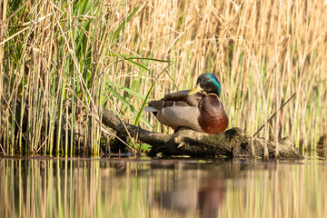 The common mallard (Anas platyrhynchos) is a species of waterbird in the Anatidae family.