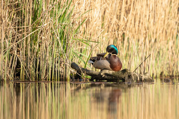 The common mallard (Anas platyrhynchos) is a species of waterbird in the Anatidae family.