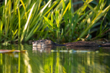 Beaver (Castor) – a genus of mammals in the family Beaveridae