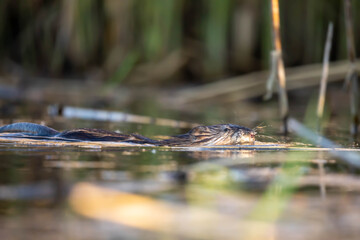 Beaver (Castor) &ndash; a genus of mammals in the family Beaveridae